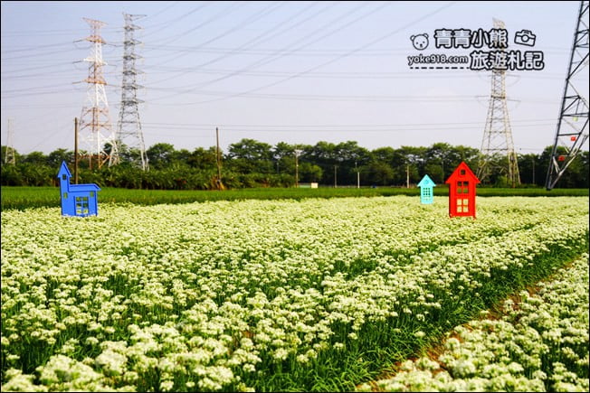 彰化景點》埤頭韭菜花田．一大片花田，還有浪漫造景~來這拍美照 @青青小熊＊旅遊札記