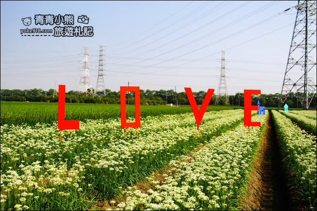 彰化景點》埤頭韭菜花田.一大片花田,還有浪漫造景~來這拍美照 @青青小熊*旅遊札記 彰化景點》埤頭韭菜花田.一大片花田,還有浪漫造景~來這拍美照 @青青小熊*旅遊札記