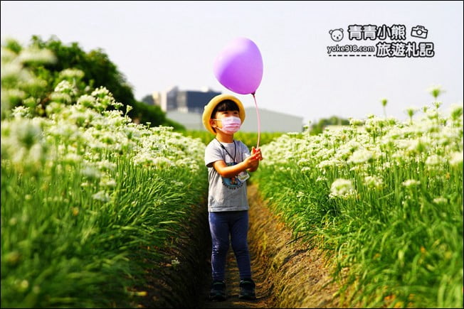 彰化景點》埤頭韭菜花田.一大片花田,還有浪漫造景~來這拍美照 @青青小熊*旅遊札記 彰化景點》埤頭韭菜花田.一大片花田,還有浪漫造景~來這拍美照 @青青小熊*旅遊札記