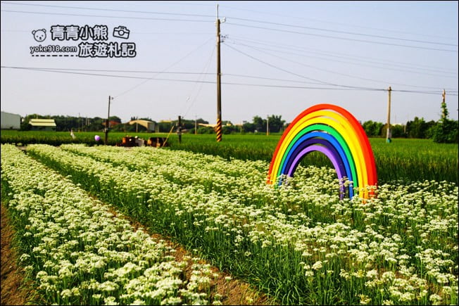 彰化景點》埤頭韭菜花田.一大片花田,還有浪漫造景~來這拍美照 @青青小熊*旅遊札記 彰化景點》埤頭韭菜花田.一大片花田,還有浪漫造景~來這拍美照 @青青小熊*旅遊札記