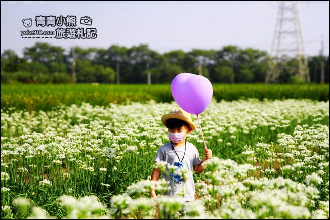 彰化景點》埤頭韭菜花田.一大片花田,還有浪漫造景~來這拍美照 @青青小熊*旅遊札記 彰化景點》埤頭韭菜花田.一大片花田,還有浪漫造景~來這拍美照 @青青小熊*旅遊札記