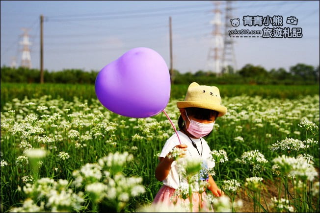 彰化景點》埤頭韭菜花田.一大片花田,還有浪漫造景~來這拍美照 @青青小熊*旅遊札記 彰化景點》埤頭韭菜花田.一大片花田,還有浪漫造景~來這拍美照 @青青小熊*旅遊札記