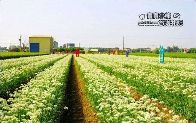 彰化景點》埤頭韭菜花田．一大片花田，還有浪漫造景~來這拍美照 @青青小熊＊旅遊札記