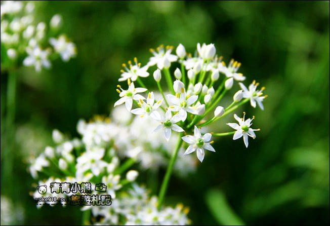 彰化景點》埤頭韭菜花田.一大片花田,還有浪漫造景~來這拍美照 @青青小熊*旅遊札記 彰化景點》埤頭韭菜花田.一大片花田,還有浪漫造景~來這拍美照 @青青小熊*旅遊札記