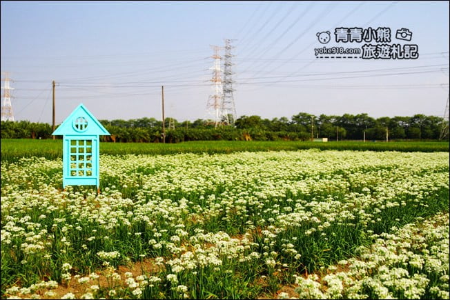 彰化景點》埤頭韭菜花田.一大片花田,還有浪漫造景~來這拍美照 @青青小熊*旅遊札記 彰化景點》埤頭韭菜花田.一大片花田,還有浪漫造景~來這拍美照 @青青小熊*旅遊札記