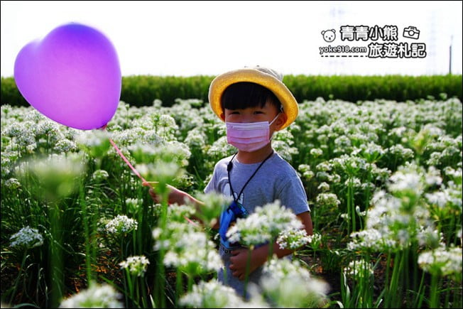 彰化景點》埤頭韭菜花田．一大片花田，還有浪漫造景~來這拍美照 @青青小熊＊旅遊札記