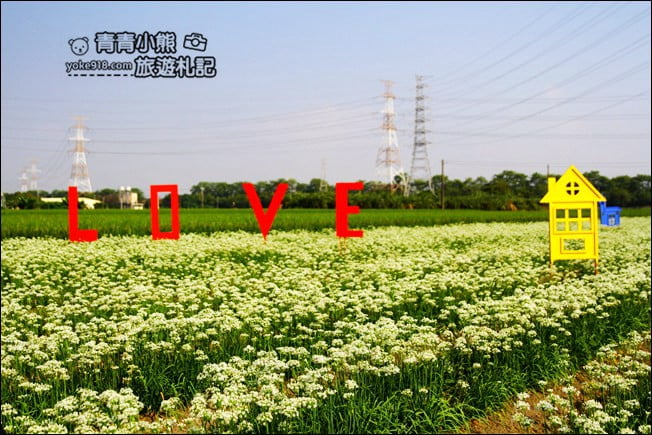 彰化景點》埤頭韭菜花田.一大片花田,還有浪漫造景~來這拍美照 @青青小熊*旅遊札記 彰化景點》埤頭韭菜花田.一大片花田,還有浪漫造景~來這拍美照 @青青小熊*旅遊札記