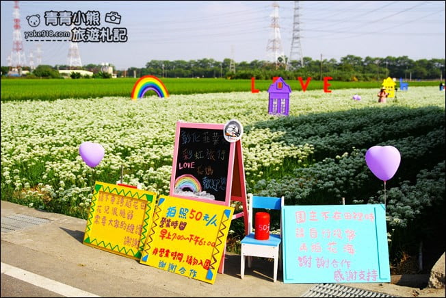 彰化景點》埤頭韭菜花田.一大片花田,還有浪漫造景~來這拍美照 @青青小熊*旅遊札記 彰化景點》埤頭韭菜花田.一大片花田,還有浪漫造景~來這拍美照 @青青小熊*旅遊札記