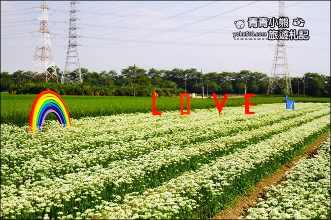 彰化景點》埤頭韭菜花田．一大片花田，還有浪漫造景~來這拍美照 @青青小熊＊旅遊札記