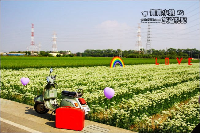 彰化景點》埤頭韭菜花田.一大片花田,還有浪漫造景~來這拍美照 @青青小熊*旅遊札記 彰化景點》埤頭韭菜花田.一大片花田,還有浪漫造景~來這拍美照 @青青小熊*旅遊札記