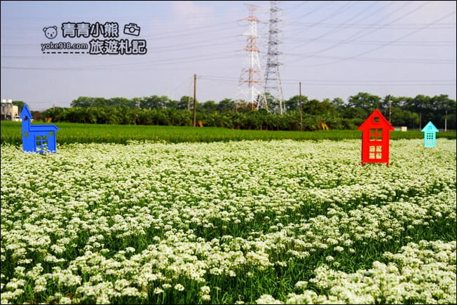 彰化景點》埤頭韭菜花田.一大片花田,還有浪漫造景~來這拍美照 @青青小熊*旅遊札記 彰化景點》埤頭韭菜花田.一大片花田,還有浪漫造景~來這拍美照 @青青小熊*旅遊札記