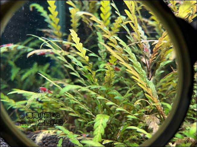 屏東景點》屏東農科園區觀賞水族展示廳．還有草間彌生的南瓜 @青青小熊＊旅遊札記