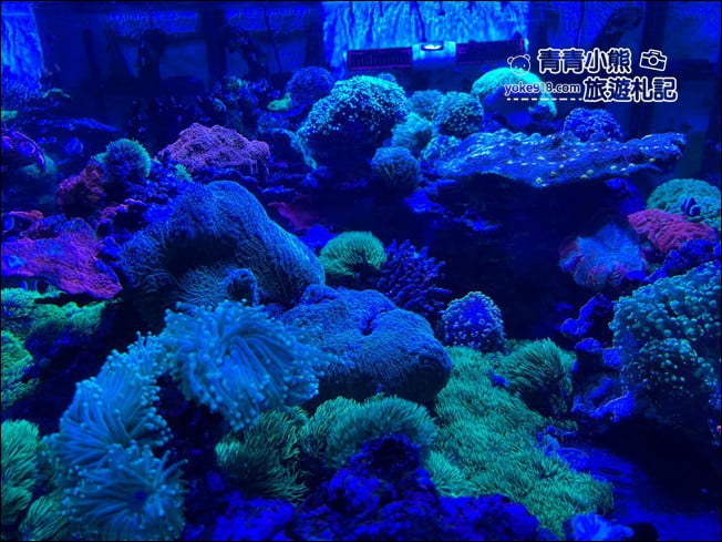 屏東景點》屏東農科園區觀賞水族展示廳．還有草間彌生的南瓜 @青青小熊＊旅遊札記