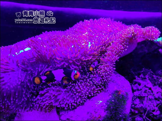 屏東景點》屏東農科園區觀賞水族展示廳．還有草間彌生的南瓜 @青青小熊＊旅遊札記