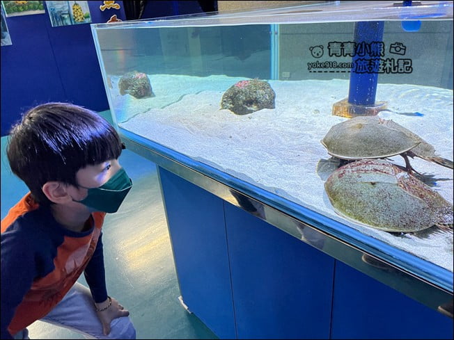 屏東景點》屏東農科園區觀賞水族展示廳．還有草間彌生的南瓜 @青青小熊＊旅遊札記