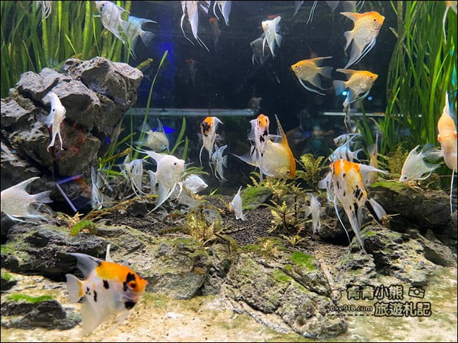 屏東景點》屏東農科園區觀賞水族展示廳．還有草間彌生的南瓜 @青青小熊＊旅遊札記