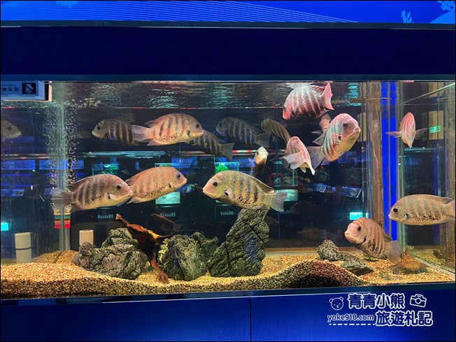 屏東景點》屏東農科園區觀賞水族展示廳．還有草間彌生的南瓜 @青青小熊＊旅遊札記
