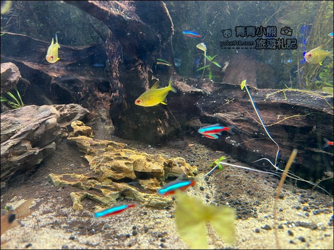屏東景點》屏東農科園區觀賞水族展示廳．還有草間彌生的南瓜 @青青小熊＊旅遊札記
