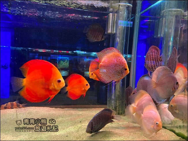屏東景點》屏東農科園區觀賞水族展示廳．還有草間彌生的南瓜 @青青小熊＊旅遊札記