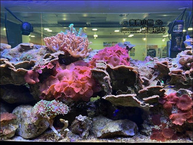 屏東景點》屏東農科園區觀賞水族展示廳．還有草間彌生的南瓜 @青青小熊＊旅遊札記