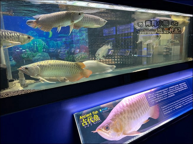 屏東景點》屏東農科園區觀賞水族展示廳．還有草間彌生的南瓜 @青青小熊＊旅遊札記