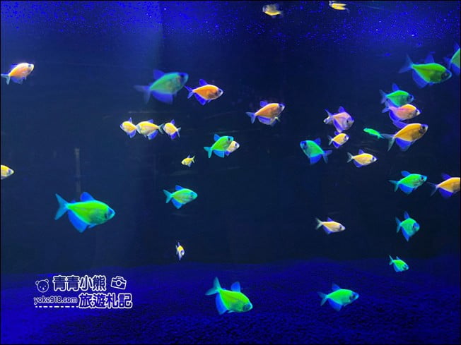 屏東景點》屏東農科園區觀賞水族展示廳．還有草間彌生的南瓜 @青青小熊＊旅遊札記