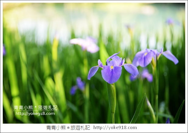 有熊的森林villa》花蓮民宿推薦.雲山水有熊的森林~擁有超夢幻湖景相伴 @青青小熊*旅遊札記 有熊的森林villa》花蓮民宿推薦.雲山水有熊的森林~擁有超夢幻湖景相伴 @青青小熊*旅遊札記