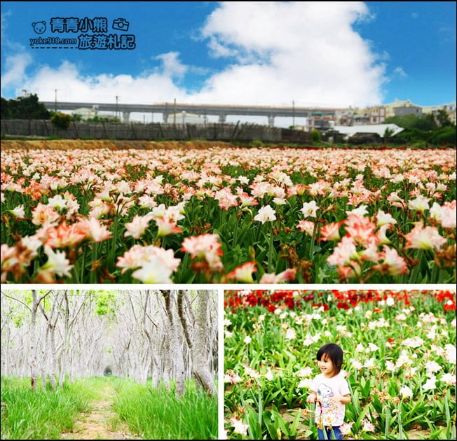 台中后里景點》龍貓隧道無患子森林&隱藏版孤挺花海~免費散步拍照去 @青青小熊*旅遊札記 台中后里景點》龍貓隧道無患子森林&隱藏版孤挺花海~免費散步拍照去 @青青小熊*旅遊札記