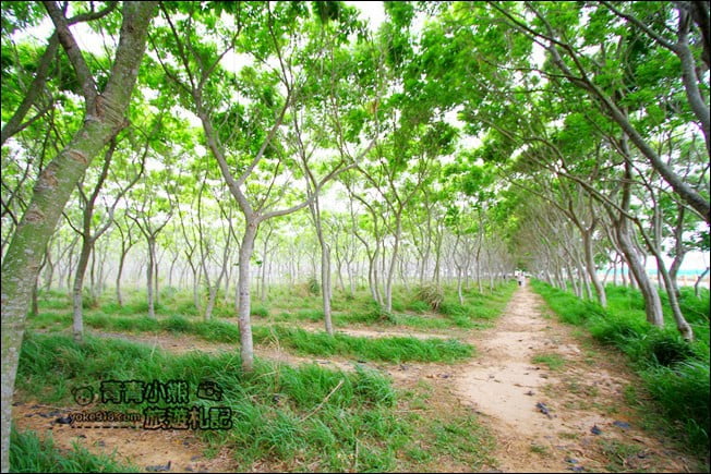 台中后里景點》龍貓隧道無患子森林&隱藏版孤挺花海~免費散步拍照去 @青青小熊*旅遊札記 台中后里景點》龍貓隧道無患子森林&隱藏版孤挺花海~免費散步拍照去 @青青小熊*旅遊札記