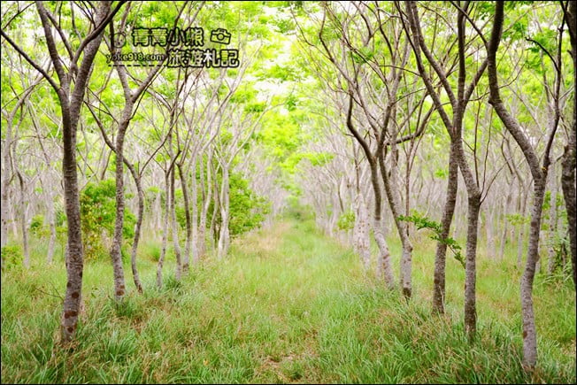 台中后里景點》龍貓隧道無患子森林&隱藏版孤挺花海~免費散步拍照去 @青青小熊＊旅遊札記