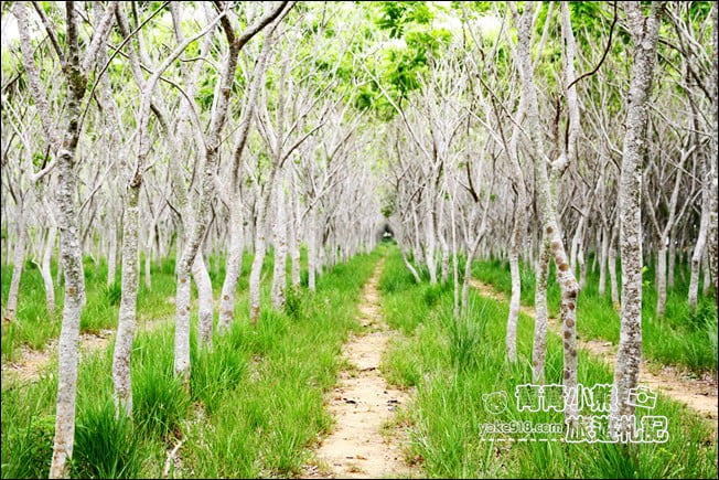 台中后里景點》龍貓隧道無患子森林&隱藏版孤挺花海~免費散步拍照去 @青青小熊*旅遊札記 台中后里景點》龍貓隧道無患子森林&隱藏版孤挺花海~免費散步拍照去 @青青小熊*旅遊札記