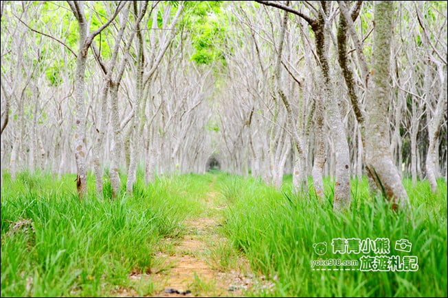 台中后里景點》龍貓隧道無患子森林&隱藏版孤挺花海~免費散步拍照去 @青青小熊*旅遊札記 台中后里景點》龍貓隧道無患子森林&隱藏版孤挺花海~免費散步拍照去 @青青小熊*旅遊札記