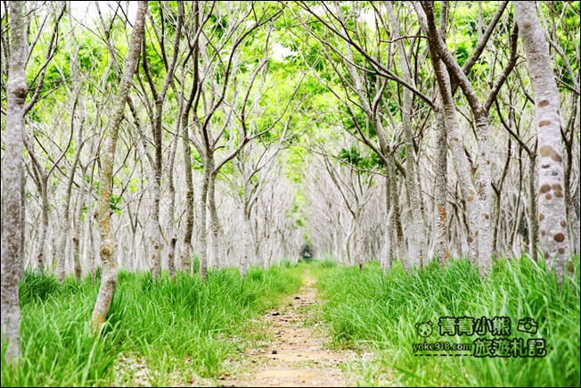 台中后里景點》龍貓隧道無患子森林&隱藏版孤挺花海~免費散步拍照去 @青青小熊*旅遊札記 台中后里景點》龍貓隧道無患子森林&隱藏版孤挺花海~免費散步拍照去 @青青小熊*旅遊札記