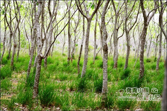 台中后里景點》龍貓隧道無患子森林&隱藏版孤挺花海~免費散步拍照去 @青青小熊*旅遊札記 台中后里景點》龍貓隧道無患子森林&隱藏版孤挺花海~免費散步拍照去 @青青小熊*旅遊札記