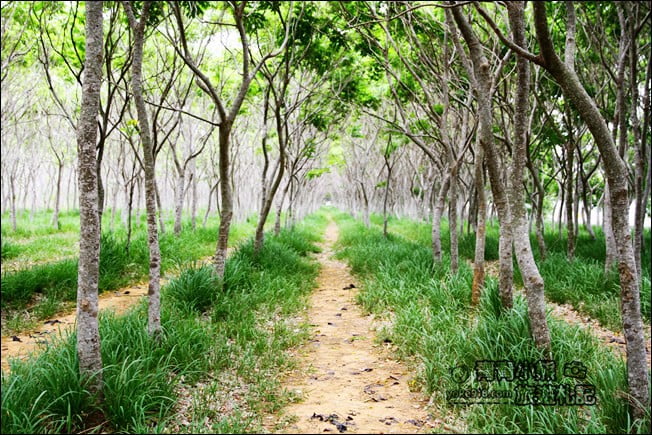 台中后里景點》龍貓隧道無患子森林&隱藏版孤挺花海~免費散步拍照去 @青青小熊＊旅遊札記
