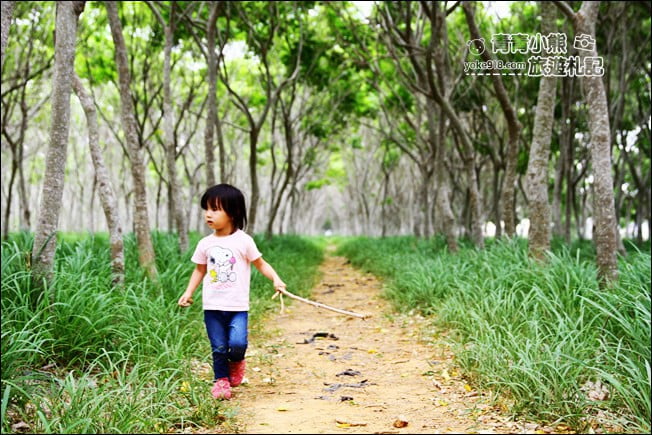台中后里景點》龍貓隧道無患子森林&隱藏版孤挺花海~免費散步拍照去 @青青小熊*旅遊札記 台中后里景點》龍貓隧道無患子森林&隱藏版孤挺花海~免費散步拍照去 @青青小熊*旅遊札記