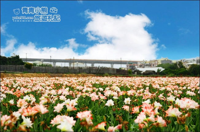台中后里景點》龍貓隧道無患子森林&隱藏版孤挺花海~免費散步拍照去 @青青小熊＊旅遊札記
