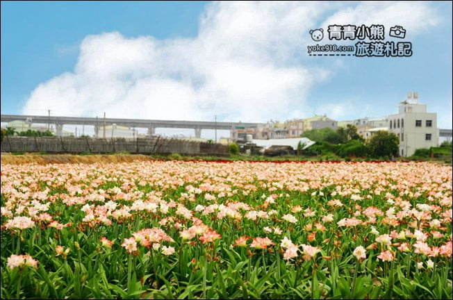台中后里景點》龍貓隧道無患子森林&隱藏版孤挺花海~免費散步拍照去 @青青小熊*旅遊札記 台中后里景點》龍貓隧道無患子森林&隱藏版孤挺花海~免費散步拍照去 @青青小熊*旅遊札記