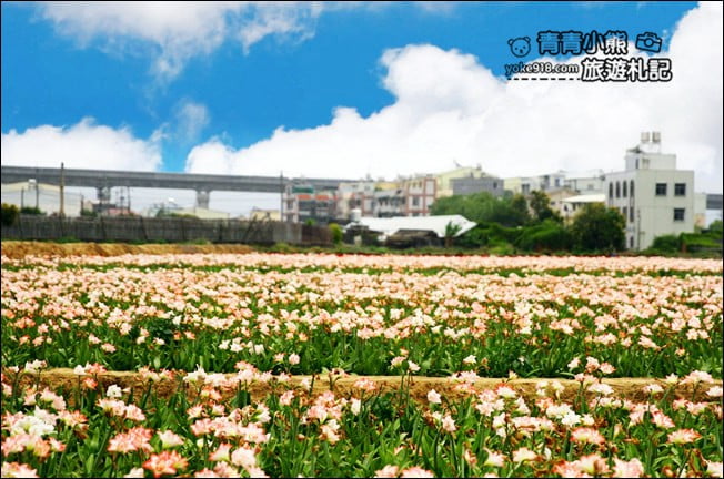 台中后里景點》龍貓隧道無患子森林&隱藏版孤挺花海~免費散步拍照去 @青青小熊＊旅遊札記