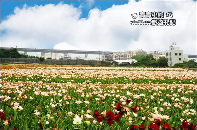 台中后里景點》龍貓隧道無患子森林&隱藏版孤挺花海~免費散步拍照去 @青青小熊*旅遊札記 台中后里景點》龍貓隧道無患子森林&隱藏版孤挺花海~免費散步拍照去 @青青小熊*旅遊札記
