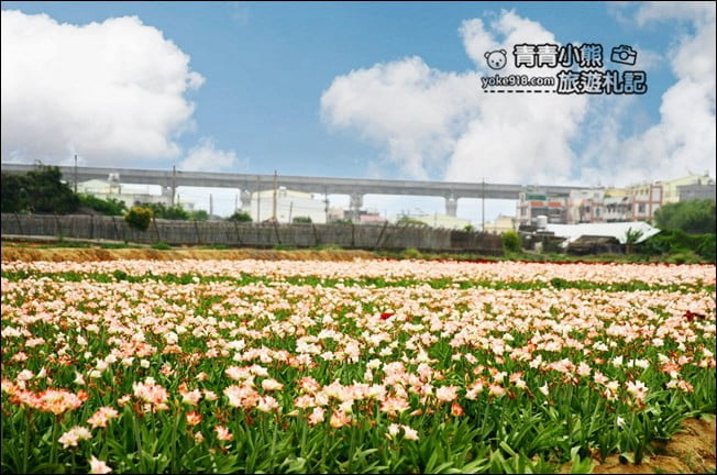 台中后里景點》龍貓隧道無患子森林&隱藏版孤挺花海~免費散步拍照去 @青青小熊＊旅遊札記