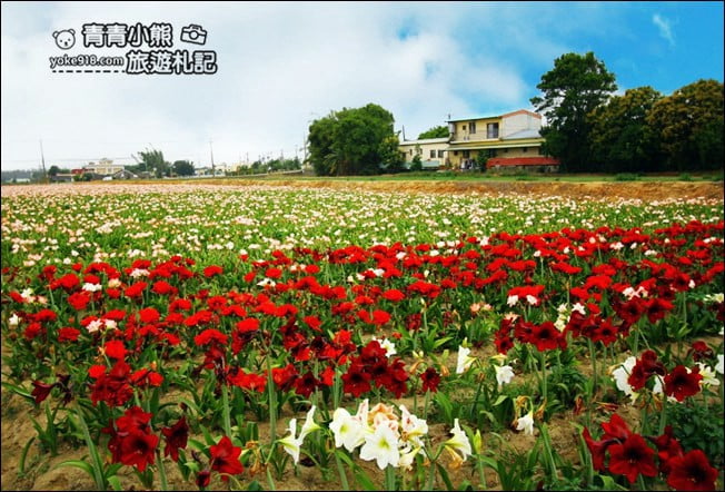 台中后里景點》龍貓隧道無患子森林&隱藏版孤挺花海~免費散步拍照去 @青青小熊*旅遊札記 台中后里景點》龍貓隧道無患子森林&隱藏版孤挺花海~免費散步拍照去 @青青小熊*旅遊札記