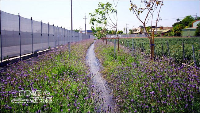 彰化景點》董家花田.非洲菊.康乃馨花海~彰化最新賞花景點,母親節必訪 @青青小熊*旅遊札記 彰化景點》董家花田.非洲菊.康乃馨花海~彰化最新賞花景點,母親節必訪 @青青小熊*旅遊札記