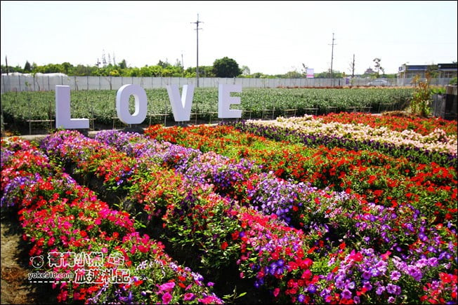 彰化景點》董家花田.非洲菊.康乃馨花海~彰化最新賞花景點,母親節必訪 @青青小熊*旅遊札記 彰化景點》董家花田.非洲菊.康乃馨花海~彰化最新賞花景點,母親節必訪 @青青小熊*旅遊札記