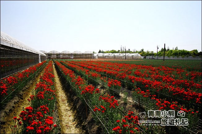 彰化景點》董家花田.非洲菊.康乃馨花海~彰化最新賞花景點,母親節必訪 @青青小熊*旅遊札記 彰化景點》董家花田.非洲菊.康乃馨花海~彰化最新賞花景點,母親節必訪 @青青小熊*旅遊札記