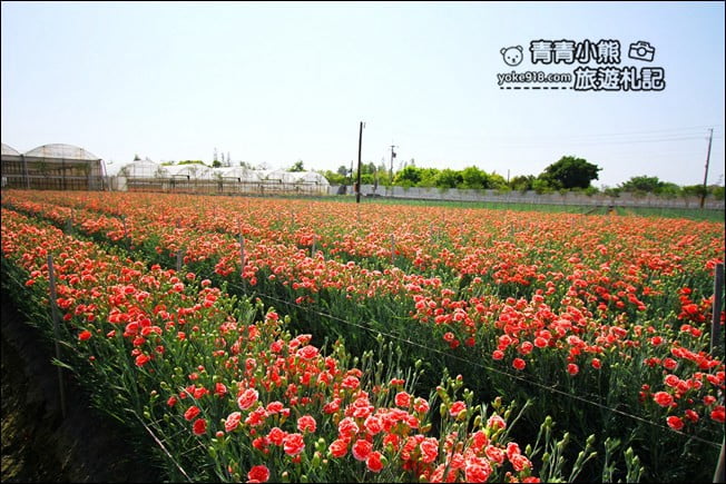 彰化景點》董家花田.非洲菊.康乃馨花海~彰化最新賞花景點,母親節必訪 @青青小熊*旅遊札記 彰化景點》董家花田.非洲菊.康乃馨花海~彰化最新賞花景點,母親節必訪 @青青小熊*旅遊札記