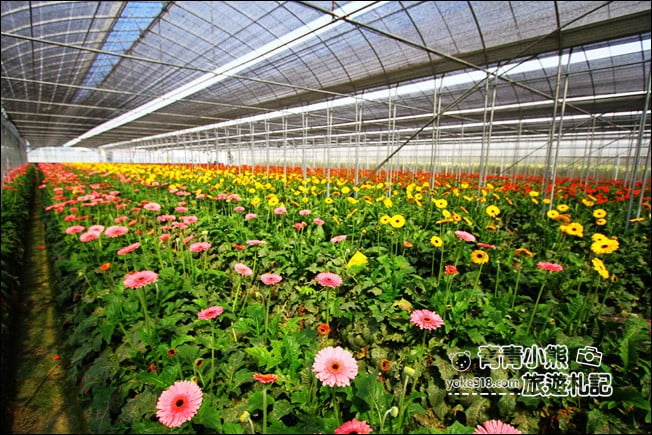 彰化景點》董家花田.非洲菊.康乃馨花海~彰化最新賞花景點,母親節必訪 @青青小熊*旅遊札記 彰化景點》董家花田.非洲菊.康乃馨花海~彰化最新賞花景點,母親節必訪 @青青小熊*旅遊札記