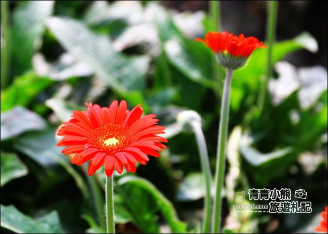 彰化景點》董家花田.非洲菊.康乃馨花海~彰化最新賞花景點,母親節必訪 @青青小熊*旅遊札記 彰化景點》董家花田.非洲菊.康乃馨花海~彰化最新賞花景點,母親節必訪 @青青小熊*旅遊札記