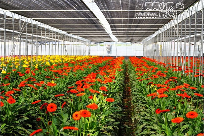 彰化景點》董家花田．非洲菊.康乃馨花海~彰化最新賞花景點，母親節必訪 @青青小熊＊旅遊札記