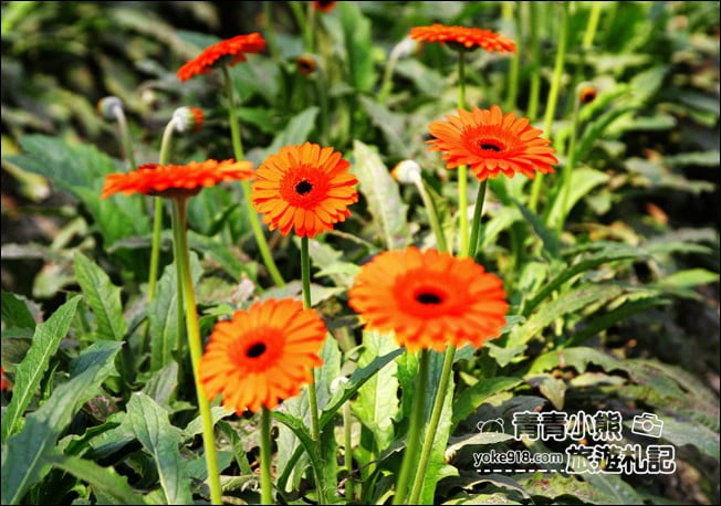 彰化景點》董家花田．非洲菊.康乃馨花海~彰化最新賞花景點，母親節必訪 @青青小熊＊旅遊札記